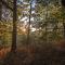 Loblolly Pines Adventure Aframe #1