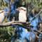 the YellowBoxWood Heathcote - Echidna Ridge and Emu Valley Tents x 2