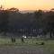 the YellowBoxWood Heathcote - Echidna Ridge and Emu Valley Tents x 2