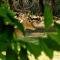 Bush Inn Lodge Lephalale
