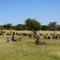 Elephant trails camp