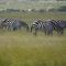 Elephant trails camp