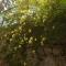Karya House