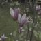 Pensiunea Magnolia