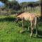 Rustic Cabin Tarifa 4 guests 5 minutes to beach