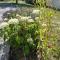 Apartment Anna - Austrian country house in Marchfeld im Weinviertel