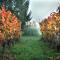 Chambres d'hôtes de charme dans un vignoble - Saint-Trojan