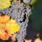 Allegretto Vineyard Resort Paso Robles
