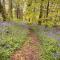 Wren 8-Hot Tub-Woodland Lodges-St Clears-Carmarthen-Tenby