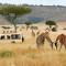 Safari Bubbles - Wundanyi