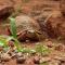 Safari Bubbles - Wundanyi