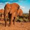 Safari Bubbles - Wundanyi