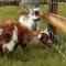 Milkmaids Cottage - Rudge Farm Cottages