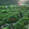 Canyon garden martvili