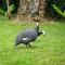 Kusini House & Campsite KItale