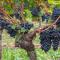 The Grapevine by MANVI