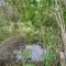 Convenient Sarasota Studio with Lush Backyard! - 萨拉索塔