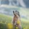 ALPA appartements - Champagny-en-Vanoise