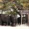 Muchenje Self Catering Cottages
