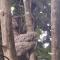 Guapote Lodge - Tigra