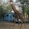 Bushbuck Rest - Marloth Park