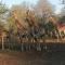 Bushbuck Rest - Marloth Park