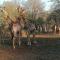 Bushbuck Rest - Marloth Park