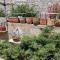 Apartment Alena with terrace and garden Center Jelsa