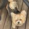 7 Rannoch Row, lovely holiday static caravan for dogs & their owners. - 弗福尔