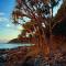 Tristania Little cove