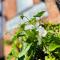 The Angel Inn Pub-Dine & Stay Misson