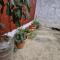 Malgudi Mane Homestay