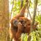 Pongo Guest House & jungle trekking - 武吉拉旺