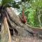 Pongo Guest House & jungle trekking - 武吉拉旺