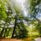 La balade en forêt - gîte 9 personnes en Ardenne