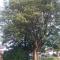 bbCedrus