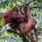Rinte Green Village & Bukit Lawang Jungle Trekking