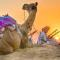Saffron Heritage Desert Camp - Jaisalmer