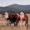 Highland Ten - Luxury Rustic Retreat - Sleeps 10