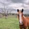 Highland Ten - Luxury Rustic Retreat - Sleeps 10