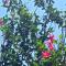 GARDEN HOLiDAY