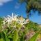 Hanalei Colony Resort E1 - هانالي