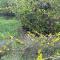 Leo wooden resorts