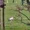 GITE DANS VIGNOBLE ALSACIEN