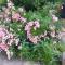 GITE DANS VIGNOBLE ALSACIEN - 韦斯特哈尔滕