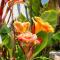 Tropical Oasis Costa Dorada with private pool