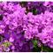 Apartment Bungalo with garden and private park place max 6 persons - 希杰弗朗吉卡