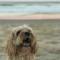 Summer Salt at Sunshine with Pets and HEATED POOL