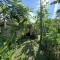 Dewa Jati Cottages