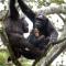Chimpanzee Lodge